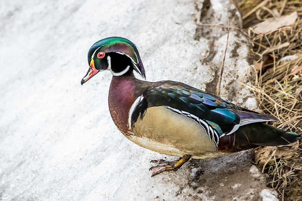 wood duck in the winter